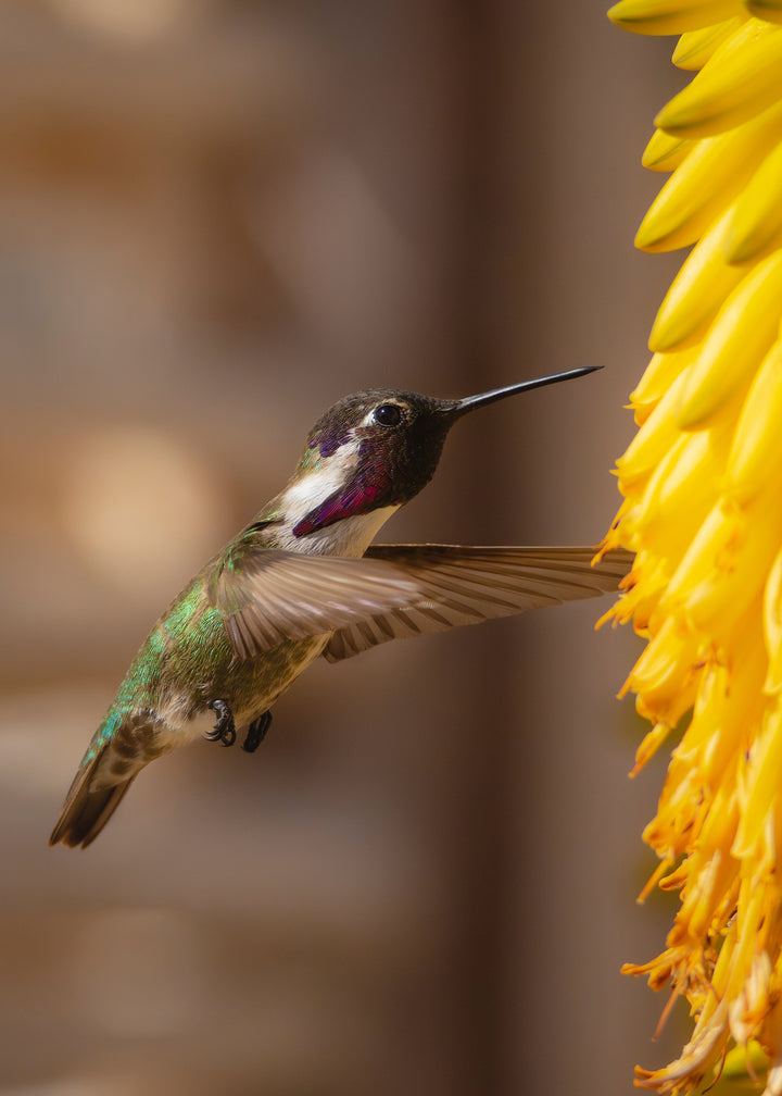Colibri
