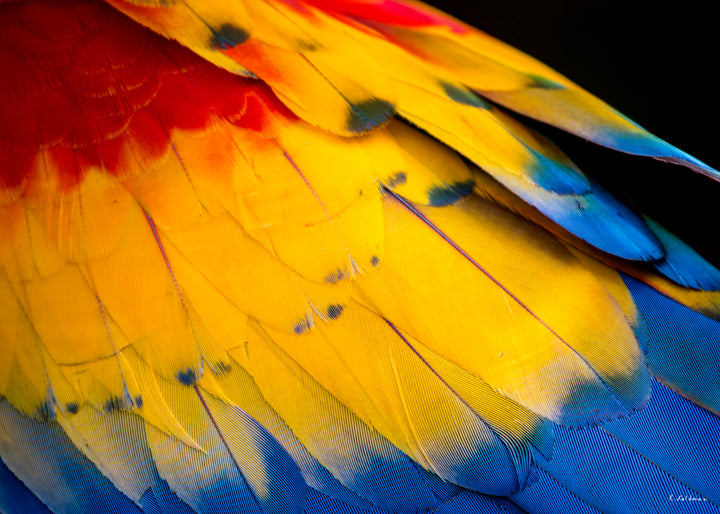 Vibración Silvestre