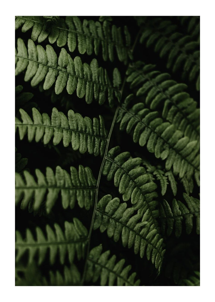 FERN