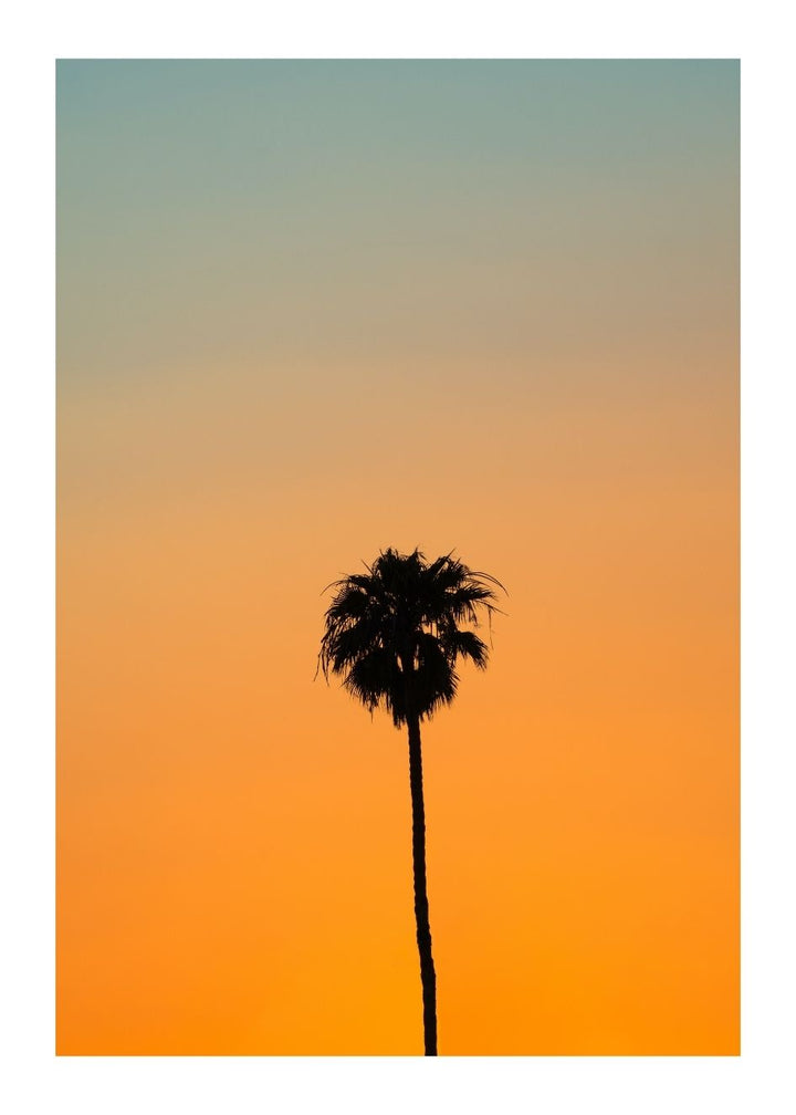 PALM TREE