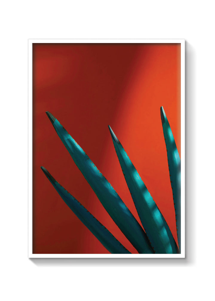 Agave sunset