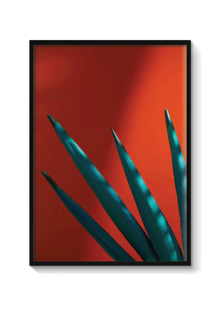 Agave sunset