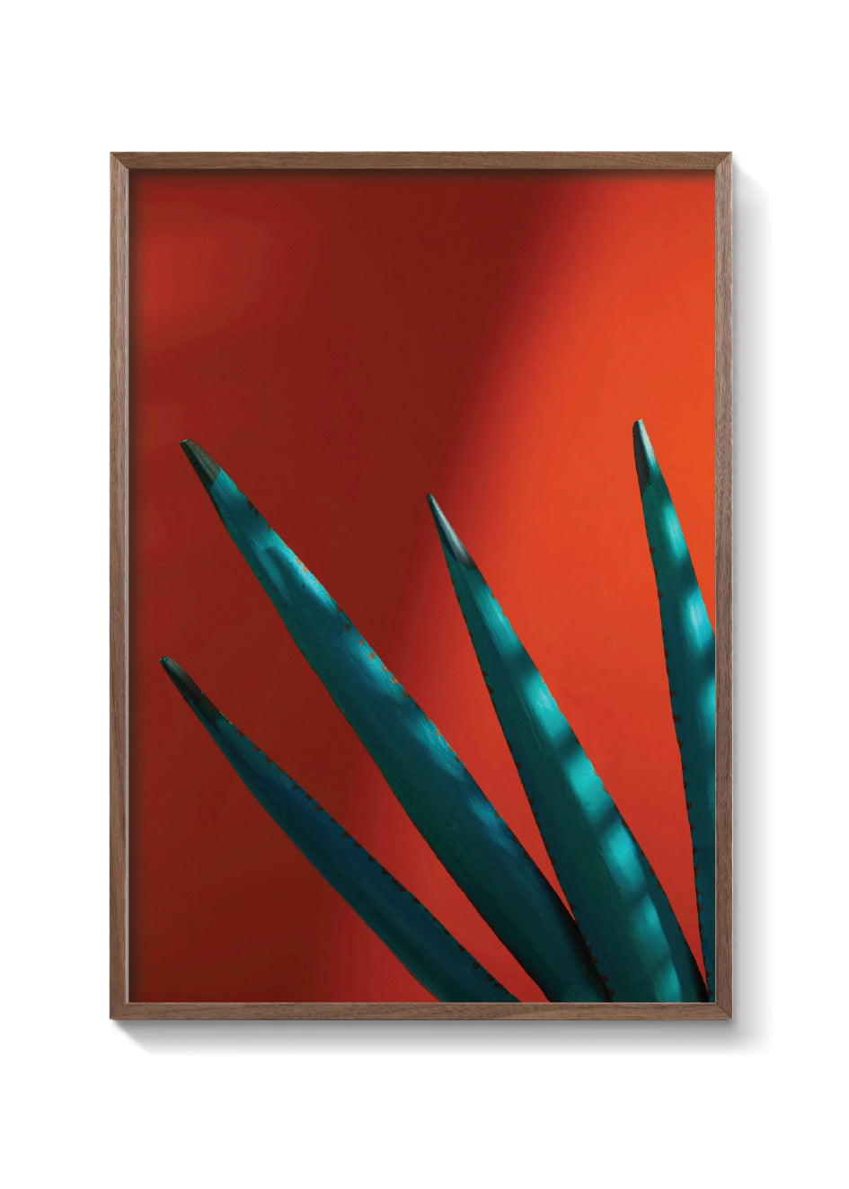 Agave sunset