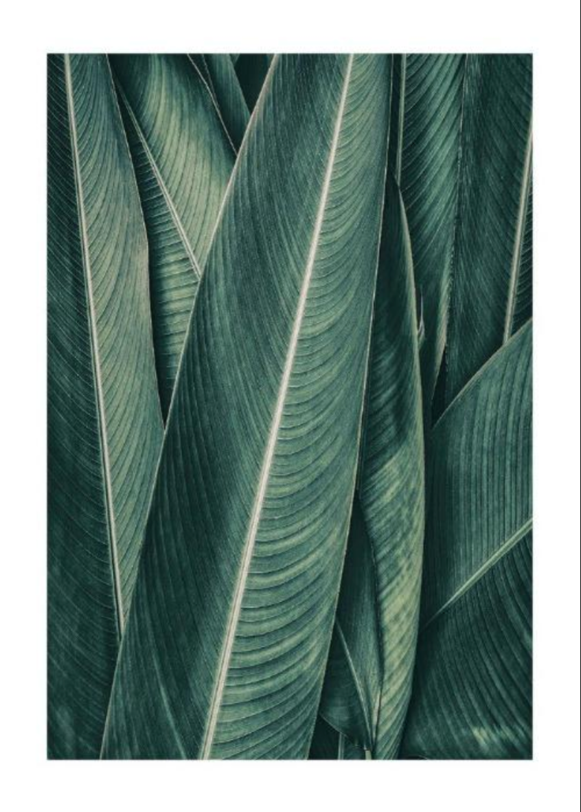 PLANTAS NO3 XXL