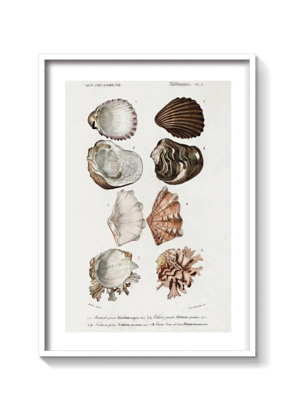 OYSTERS