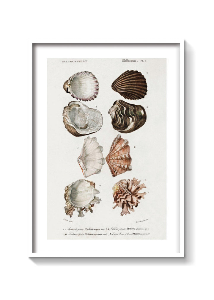 OYSTERS