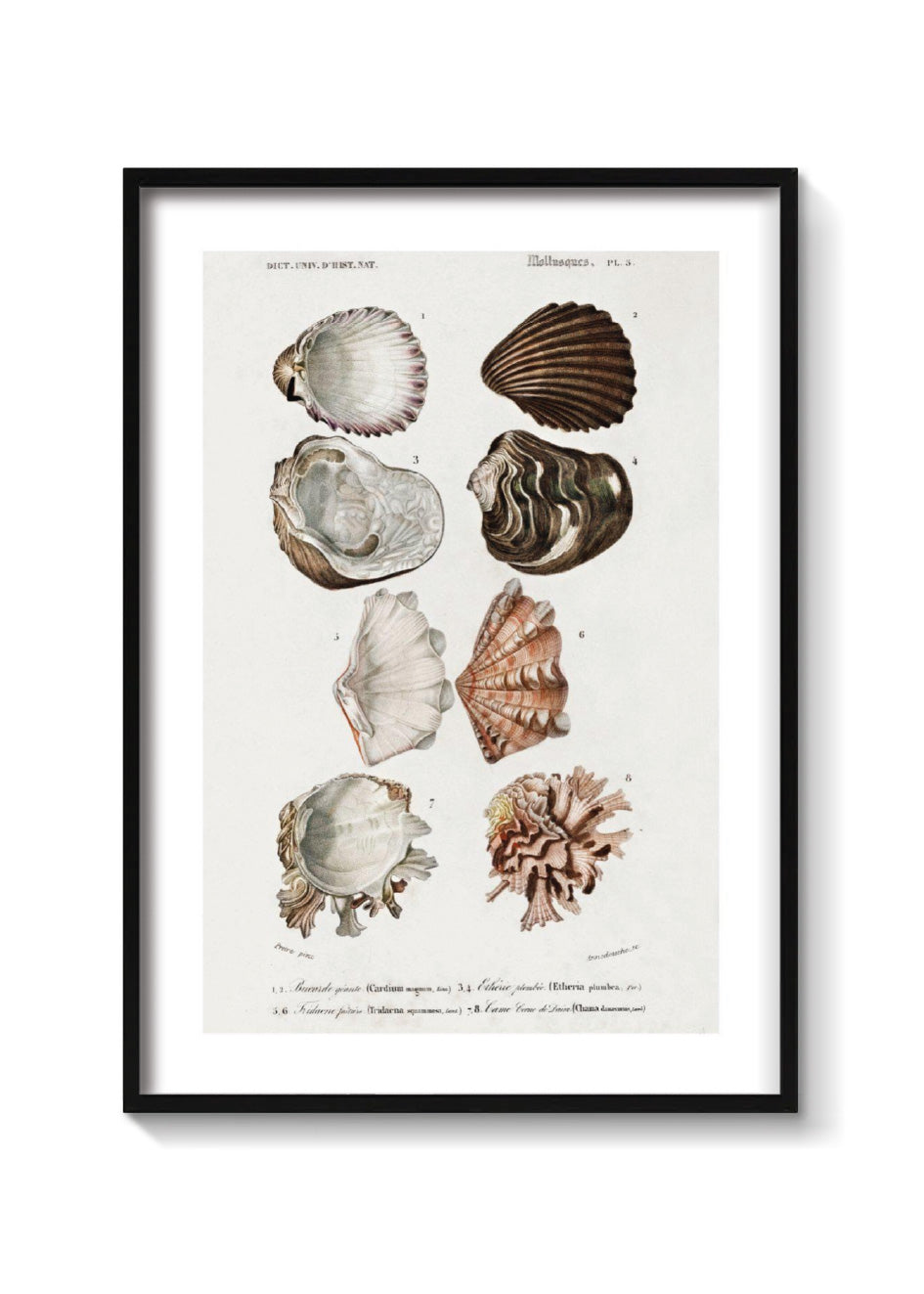 OYSTERS
