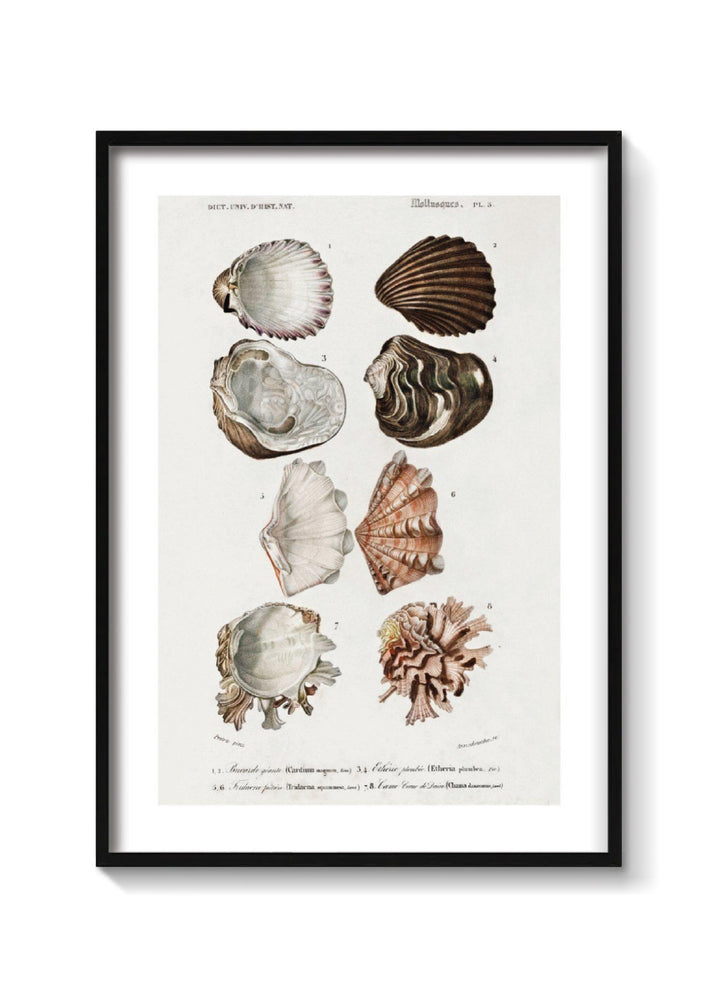 OYSTERS