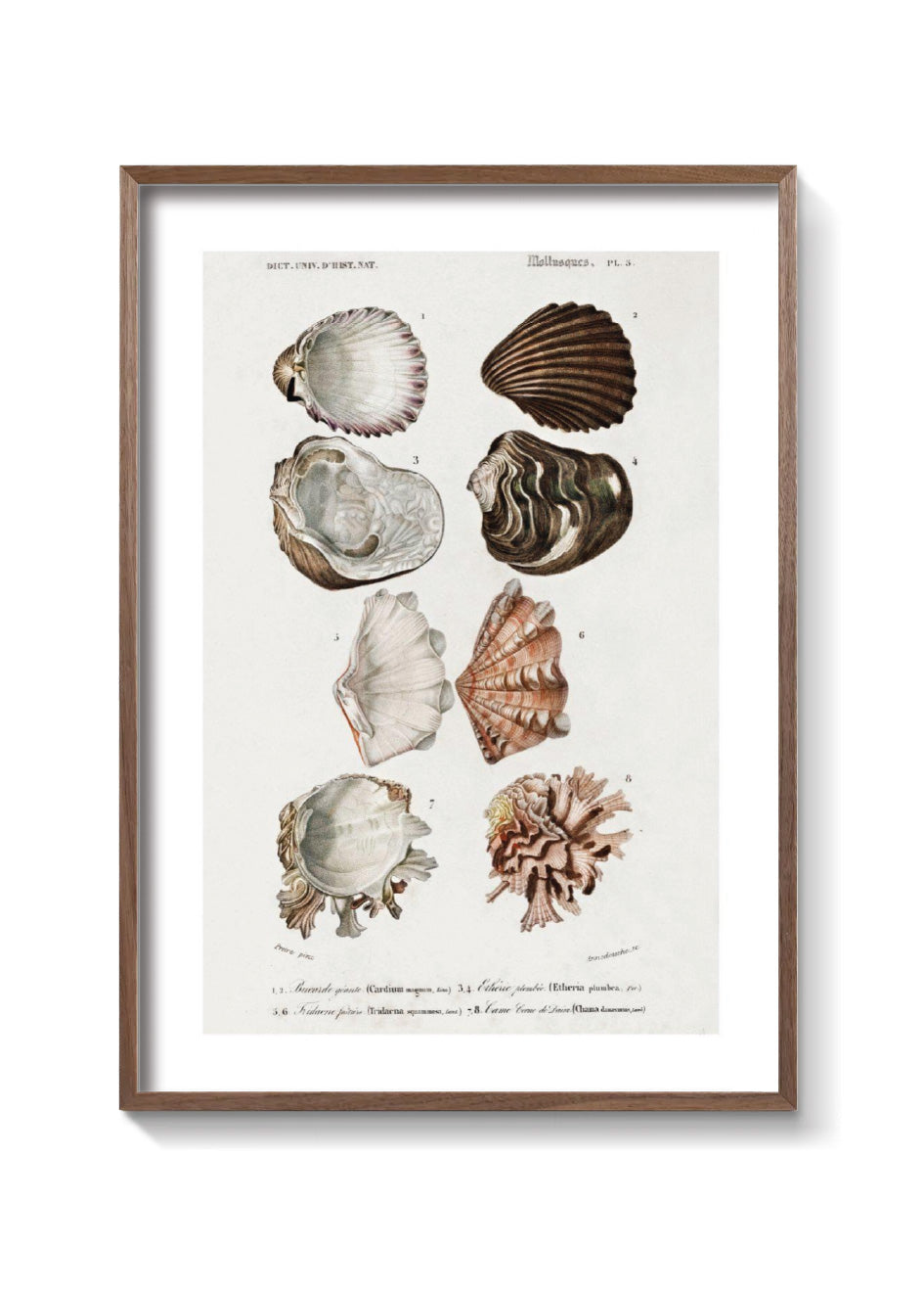 OYSTERS