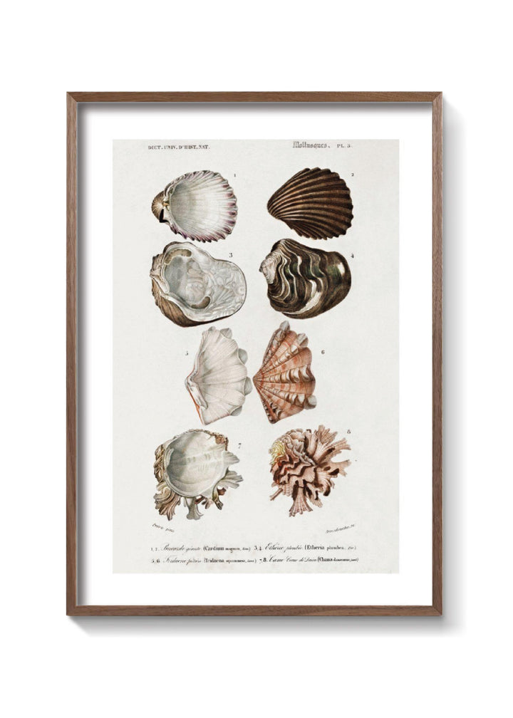 OYSTERS