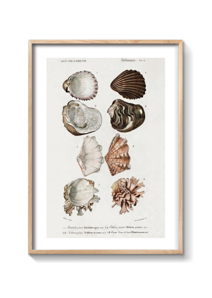 OYSTERS