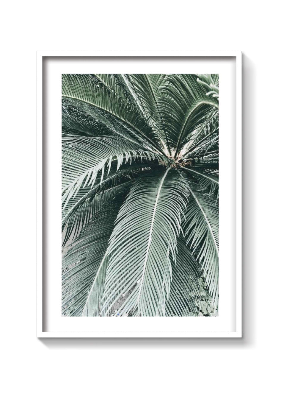 PALM CLOSE UP