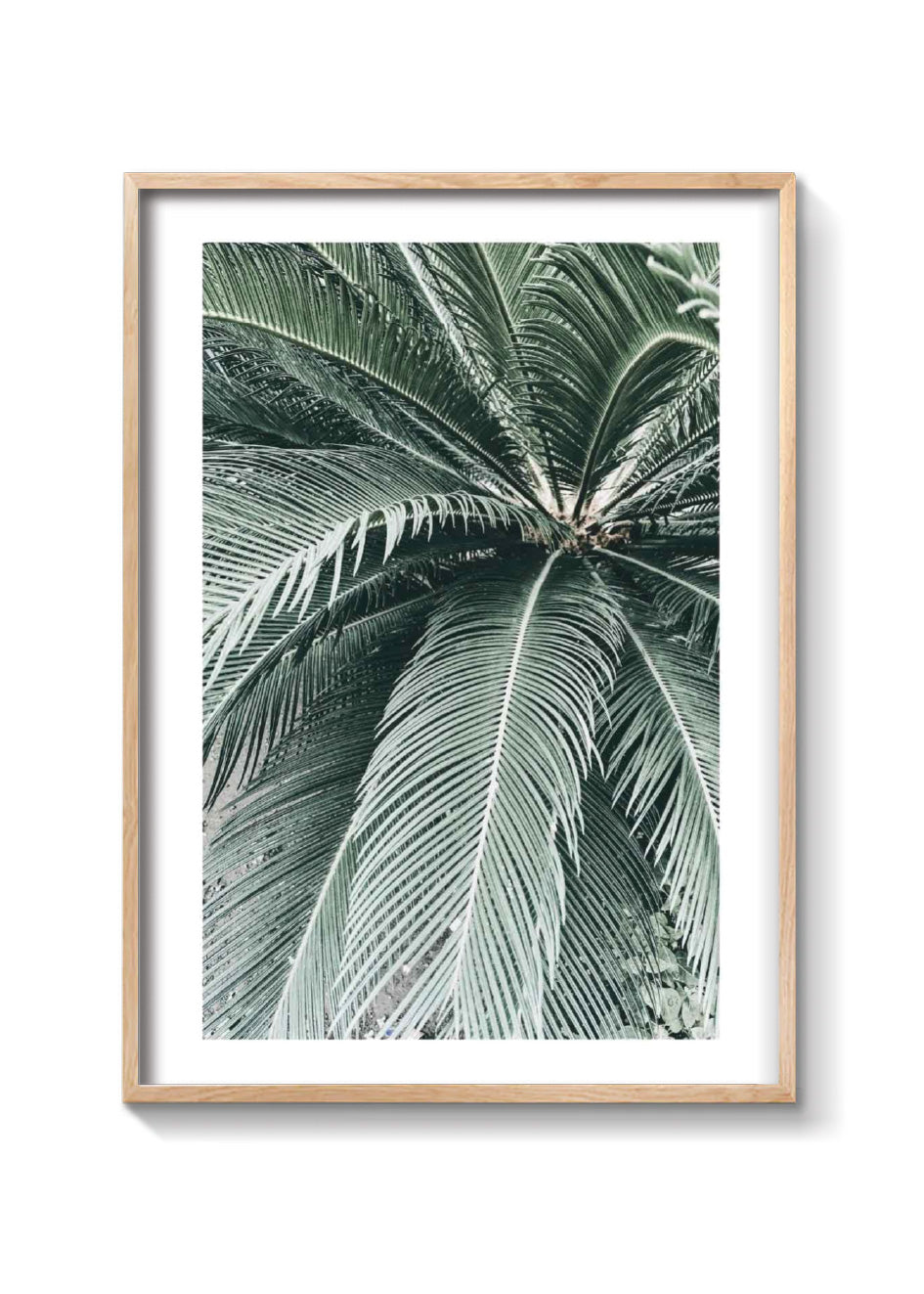 PALM CLOSE UP