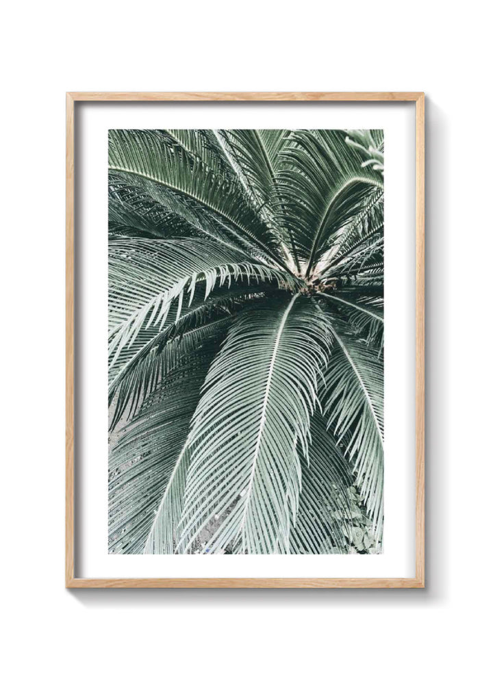 PALM CLOSE UP