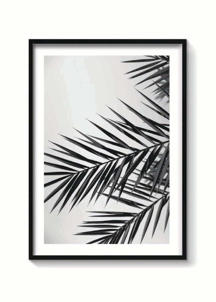 PALM LEAVES