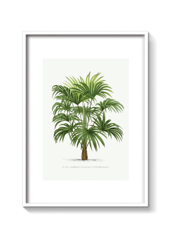 PALMERA WASHINGTONIA