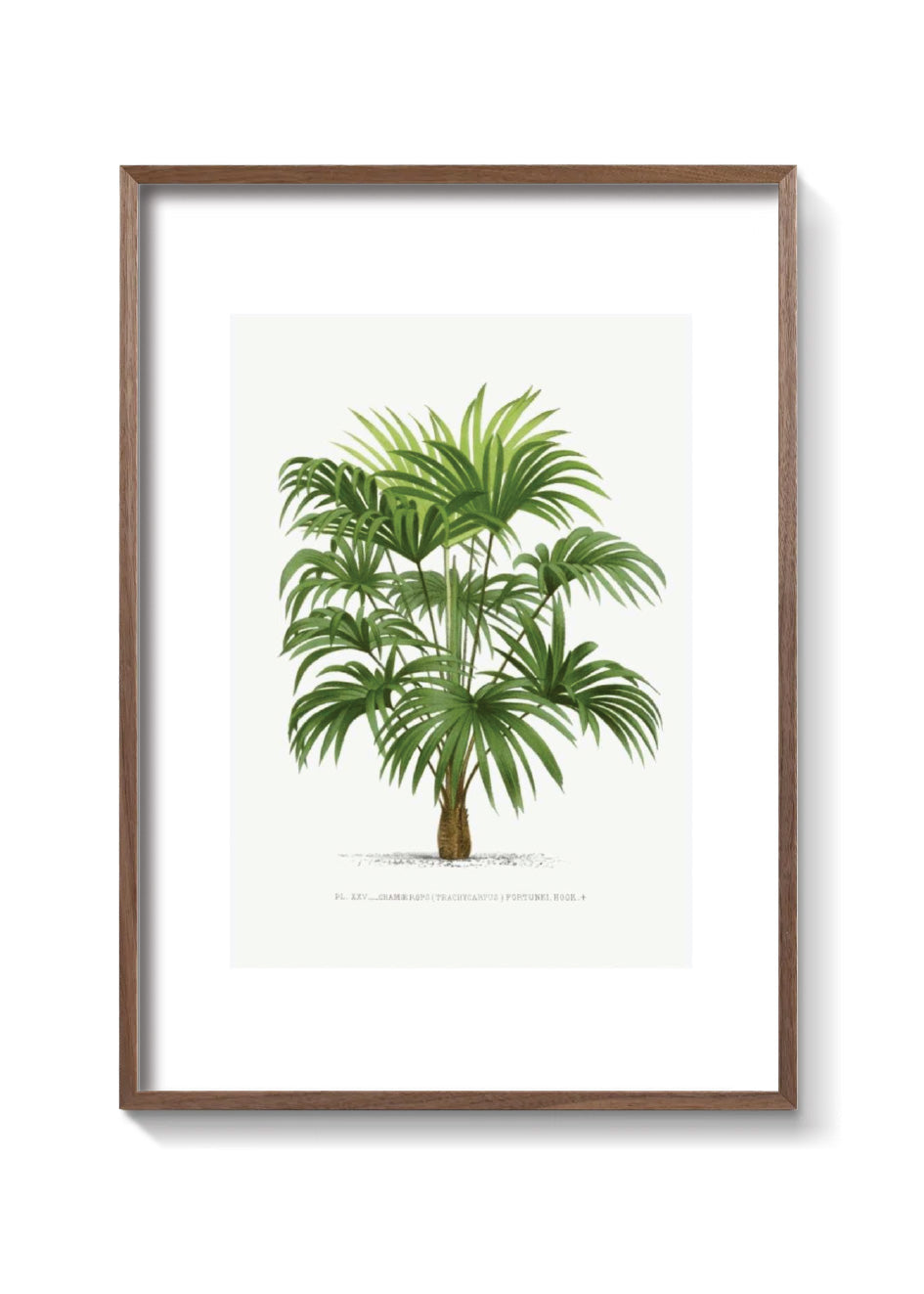 PALMERA WASHINGTONIA