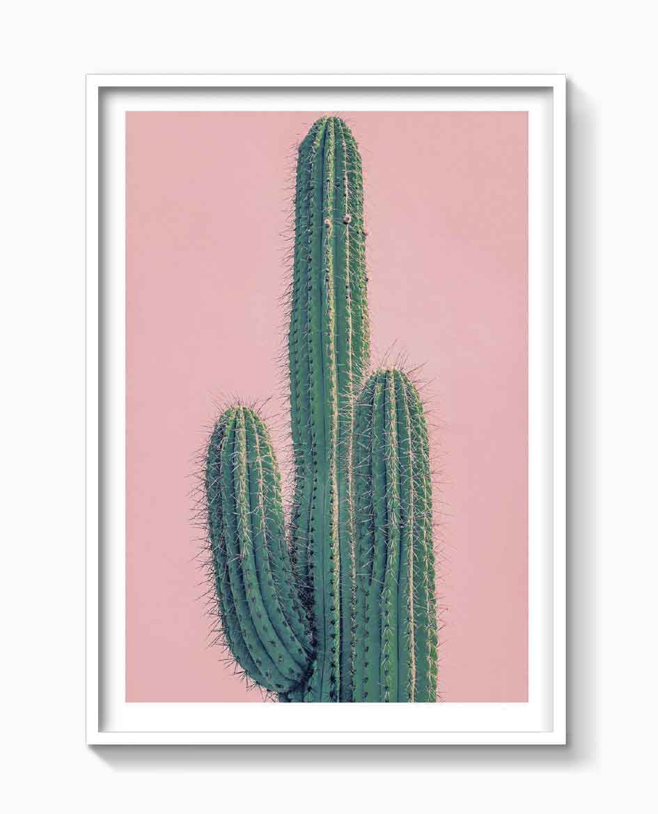 PINK CACTUS