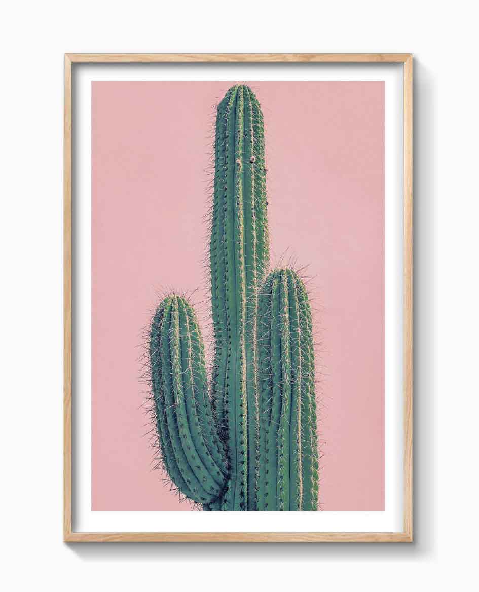 PINK CACTUS