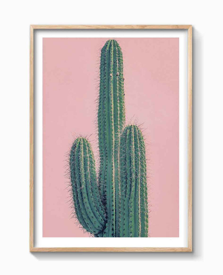 PINK CACTUS