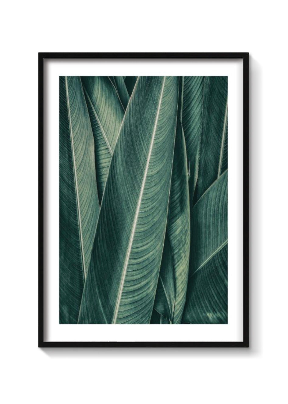 PLANTAS NO3