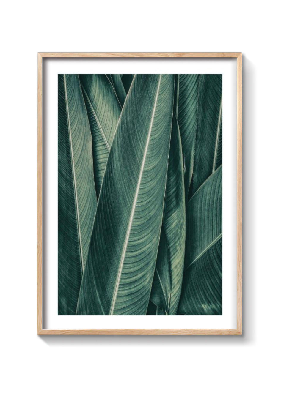 PLANTAS NO3