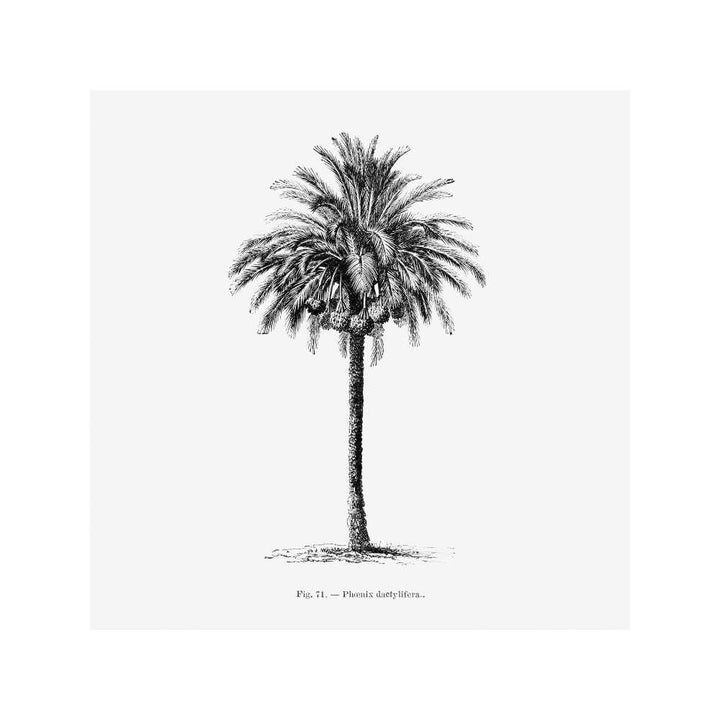 PALMERA